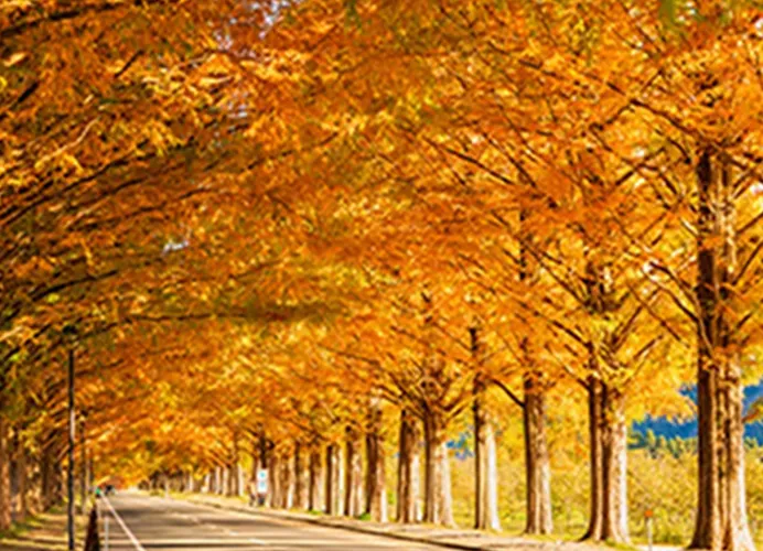 メタセコイア並木